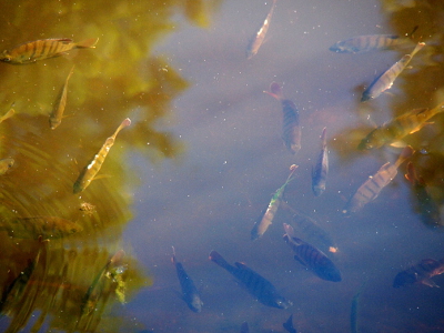 [Approximately 20 striped fish each approximately 8-10 inches long gathered in a small section of water.]
